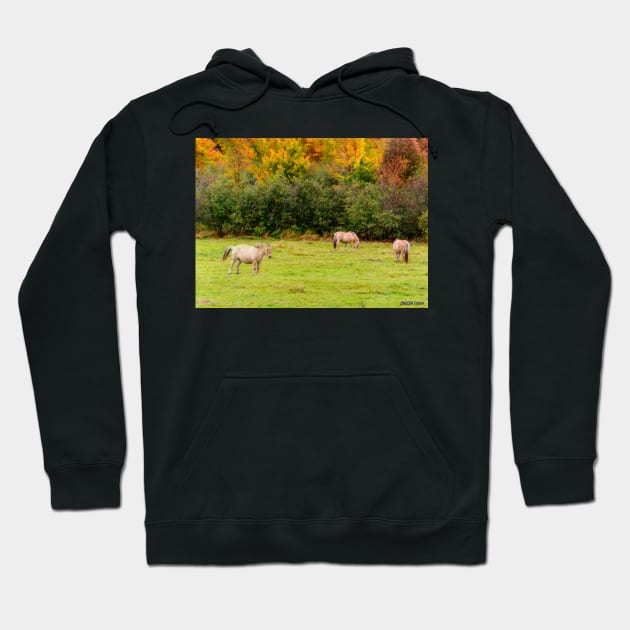 Horses Enjoying a Beautiful Autumn Day Hoodie by kenmo